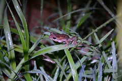 Litoria dentata