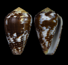 Conus catus