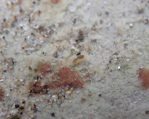 Tigriopus californicus