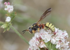 Cerceris californica
