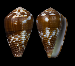 Conus catus