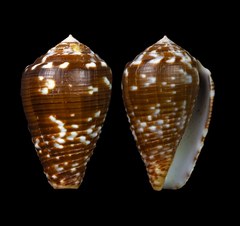Conus catus