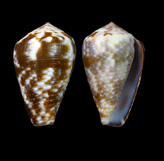 Conus catus