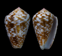 Conus catus