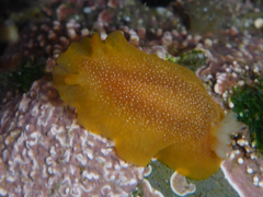 Doriopsilla albopunctata