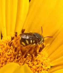 Pseudoanthidium nanum