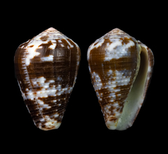 Conus catus