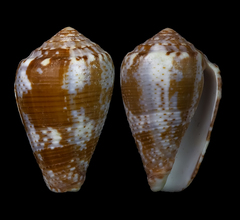 Conus catus