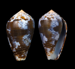Conus catus