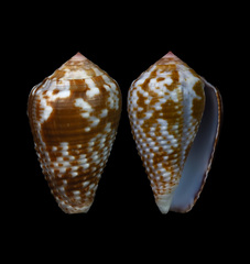 Conus catus