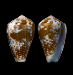 Conus catus