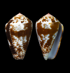 Conus catus
