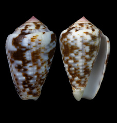 Conus catus