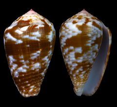 Conus catus