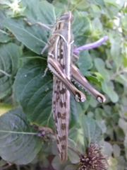 Schistocerca gregaria flaviventris