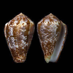 Conus catus