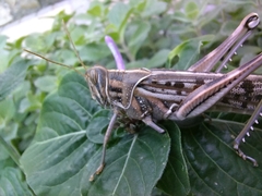 Schistocerca gregaria flaviventris