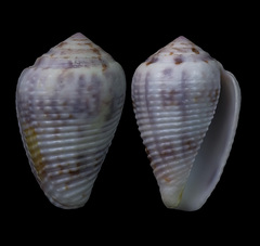 Conus catus