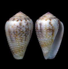 Conus catus