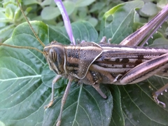 Schistocerca gregaria flaviventris