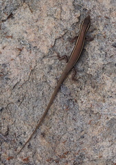 Ctenotus coggeri