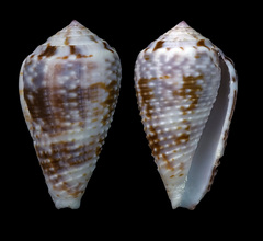 Conus catus
