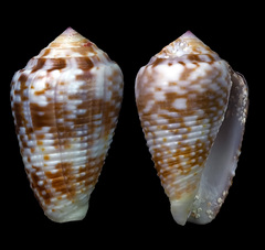 Conus catus
