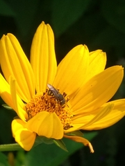 Pseudoanthidium nanum