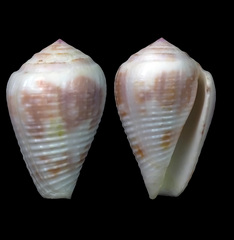 Conus catus