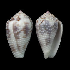 Conus catus