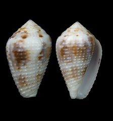 Conus catus