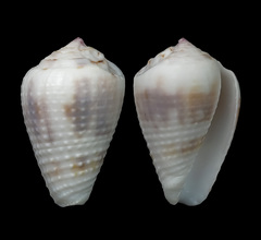 Conus catus