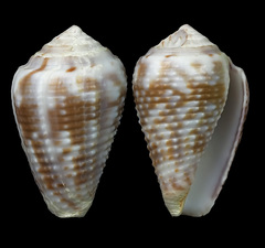 Conus catus