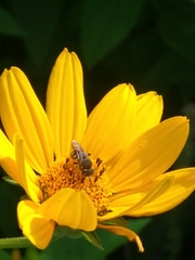 Pseudoanthidium nanum