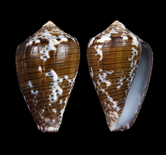 Conus catus
