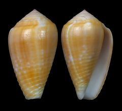 Conus catus