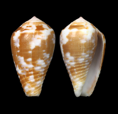 Conus catus