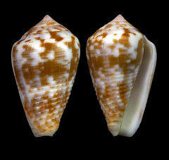 Conus catus