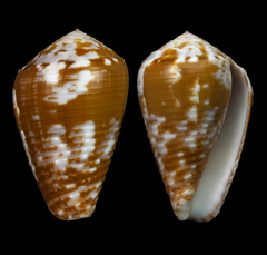 Conus catus