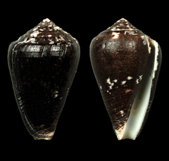 Conus catus