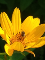 Pseudoanthidium nanum