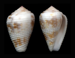 Conus catus