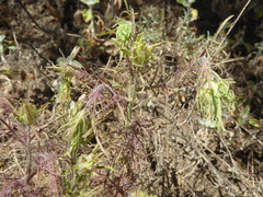 Pedicularideae