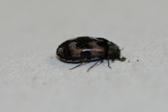 Trogoderma angustum