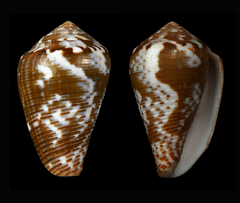 Conus catus