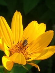 Pseudoanthidium nanum