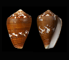 Conus catus