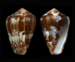 Conus catus