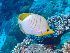 Chaetodon xanthocephalus