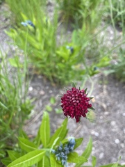 Magnoliopsida